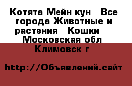 Котята Мейн кун - Все города Животные и растения » Кошки   . Московская обл.,Климовск г.